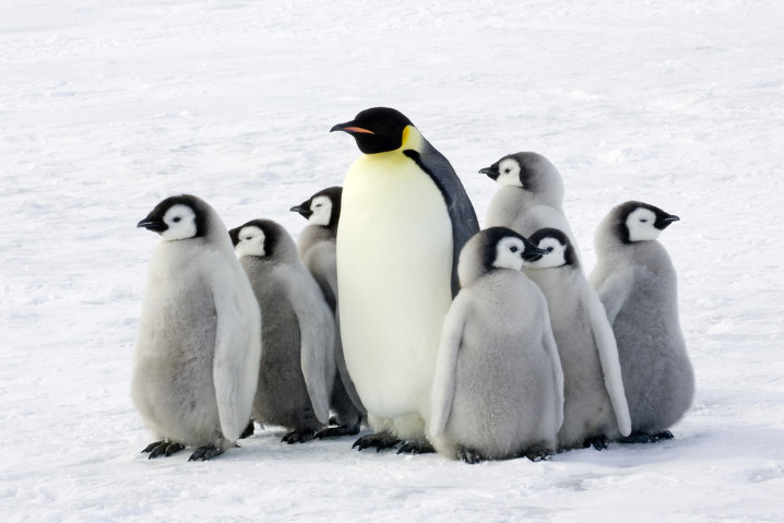 tux-pinguinos-polo-sur-linux